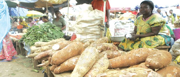 Manioc: pourquoi les prix grimpent Manioc: pourquoi les prix grimpent