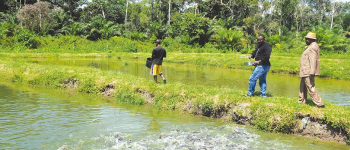 Aquaculture: Cameroon Boosts Fish Production 