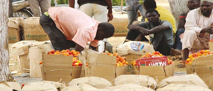 Tomate: Maroua, centre de distribution Tomate: Maroua, centre de distribution