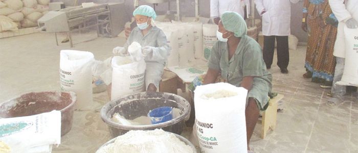 La transformation du manioc à s’enracine Ngoulemakong La transformation du manioc à s’enracine Ngoulemakong