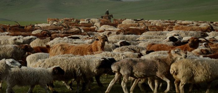 Investment, Tourism Promotion: Inner Mongolia Shows off Potentials To The World
